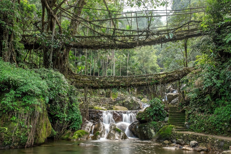 Jembatan hidup terbuat dari akar pohon di Meghalaya. Disebutkan ada yang berusia hingga 500 tahun (sumber: www.fodors.com)