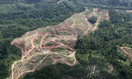 Pembukaan paksa hutan tropis untuk perkebunan monocropping skala besar memutus rantai ekologi (sumber: phys.org)