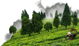 Perkebunan teh di Assam (sumber: www.investindia.gov.in)