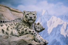 Snow leopards-one of the world's most elusive cats are perfectly equipped to thrive in extreme, high-elevation habitats (PHOTOGRAPH BY BRIANA MAY, nationalgeographic.com)