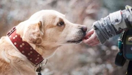 Hewan anjing memiliki indera penciuman yang sangat tajam (life.trubus.id)