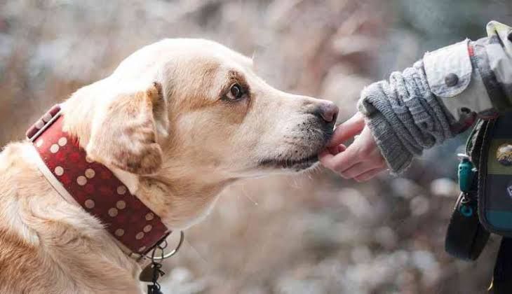 Hewan anjing memiliki indera penciuman yang sangat tajam (life.trubus.id)