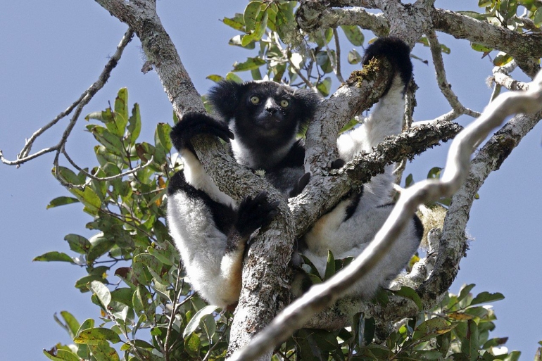 Lemur Indri (Sumber: en.wikipedia.org)