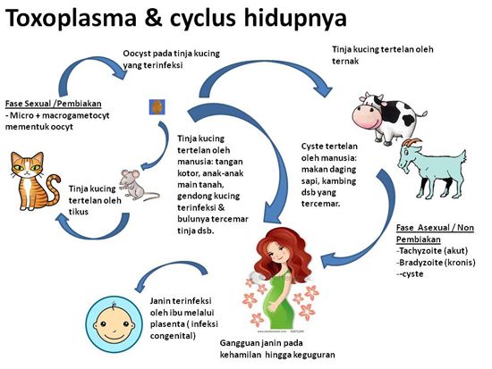 Toxoplasmosis dan siklus hidupnya (sweetspearls.com)