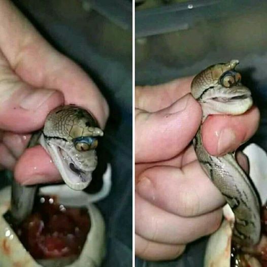 Mengapa Hewan Aneh Sering Dicocoklogikan Dengan Dabbatul Ardh Dan Hari Kiamat Halaman All Kompasiana Com Mengapa Hewan Aneh Sering Dicocoklogikan Dengan Dabbatul Ardh Dan Hari Kiamat Halaman All Kompasiana Com