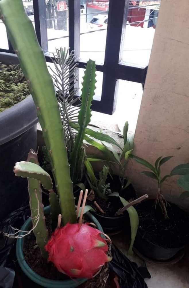 Tanam Aneka Jenis Pohon dan Tanaman Lainnya di Hari Bumi Tanam Aneka Jenis Pohon dan Tanaman Lainnya di Hari Bumi