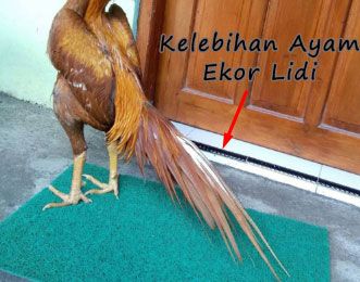 Mengetahui Jenis Ayam Bangkok Ekor Lidi Halaman All Kompasiana Com