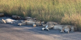 Satwa-satwa ini enak-enaknya tidur di jalan. Sumber gambar: akun Twitter Kruger National Park via Dream.co.id