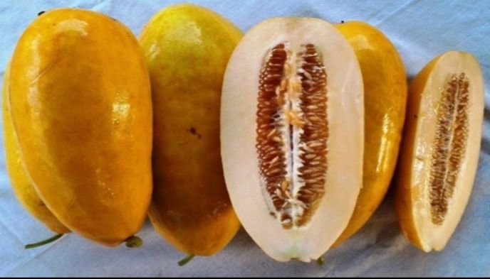 Timun suri, buah yang biasa ada pada saat bulan puasa untuk berbuka (sumber: bukalapak > benih timun)