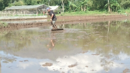 proses perataan lahan sebelum pindah tanam padi [dok. ss]