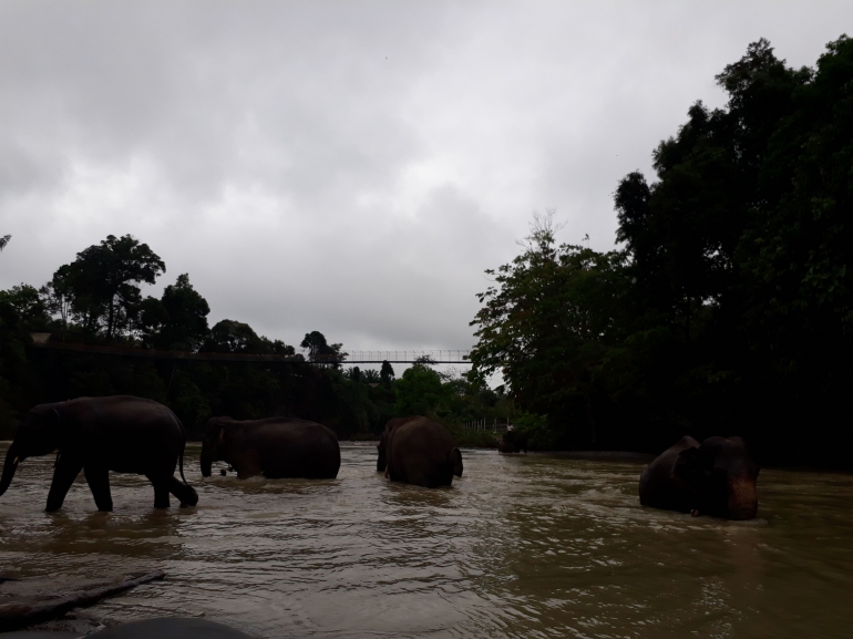 Memandikan Gajah di Tangkahan Ecotourism, dokpri