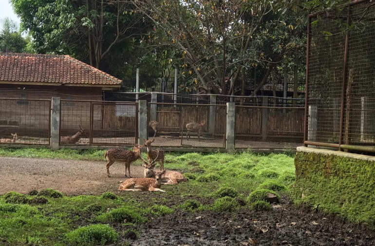 Keberadaan rusa di Taman Satwa Cikembulan terancam kelaparann. (foto: dok. Taman Satwa Cikembulan)