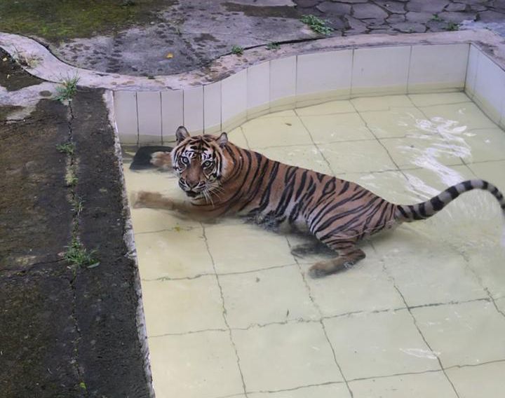 Harimau menanti pemberian makanan. (foto: dok. Taman Satwa Cikembulan)