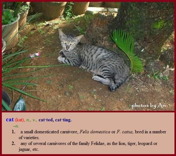 Belajar di Rumah Siapa Takut Yuk Buat Flash Card Belajar di Rumah Siapa Takut Yuk Buat Flash Card