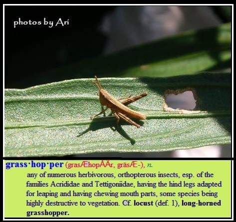 Belajar di Rumah Siapa Takut Yuk Buat Flash Card Belajar di Rumah Siapa Takut Yuk Buat Flash Card