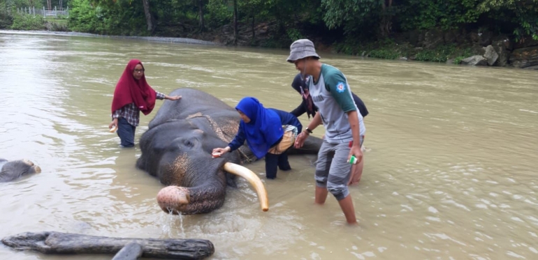 memandikan gajah bersama kawan-kawan, dokpri