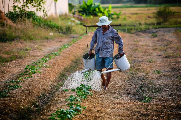 Petani merawat tanaman. Foto: Qui Nguyen Khac dari Pixabay