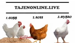 http://tajenonlinelive.over-blog.com/bagaimana-cara-sukses-beternak-ayam-broiler-untuk-pemula