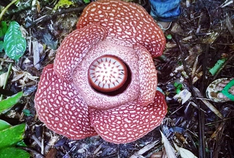 Bunga Raflesia Arnoldi yang baru saja mekar di daerah Bukit Basah, Curup, Bengkulu. Dok. Geeng via Facebook Curup Kota Idaman