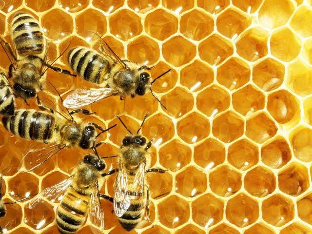 Madu dari lebah telah ribuan tahun dikenal sebagai obat alami yang berkhasiat tinggi, tak terkecuali mengobati sariawan saat Ramadan (Foto: Business Insider)