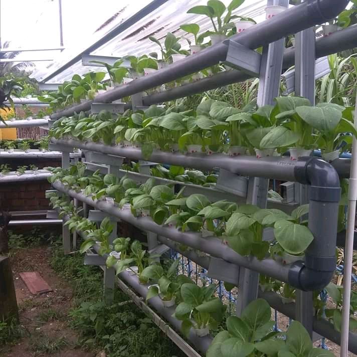 Lamba Farm, usaha Hidroponik ini ikut mendongkrak harga sayuran--dokpri