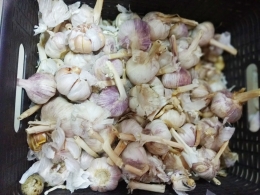 Bawang putih Harga Rp 45.000/kg