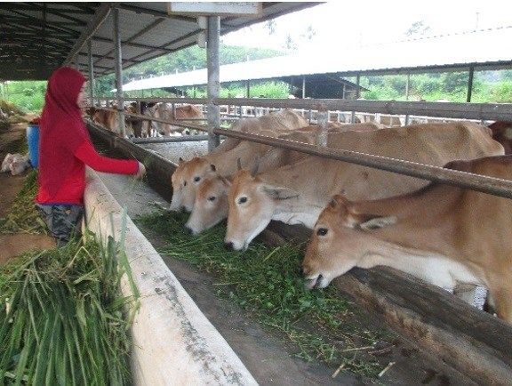 Potensi Sapi Pasundan sebagai SDGT Jawa Barat Halaman 1 - Kompasiana.com