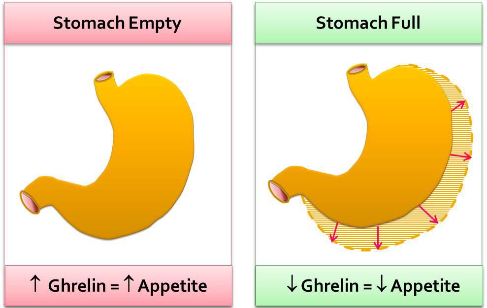 Ilustrasi kadar hormon ghrelin saat tinggi dan diikuti nafsu makan tinggi (kiri) dan saat rendah (kanan). ask-jansen.com