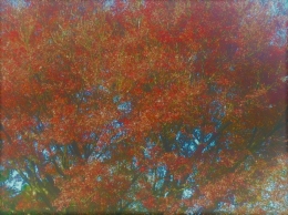 ket.foto: biasanya musim gugur, daunan pohon berguguran/dokumentasi pribadi