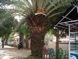 Kurma mesjid agung, Pohon Kurma ajaib di Masjid Agung Al Makmur Kota Banda Aceh, Foto : Fiqih AJNN