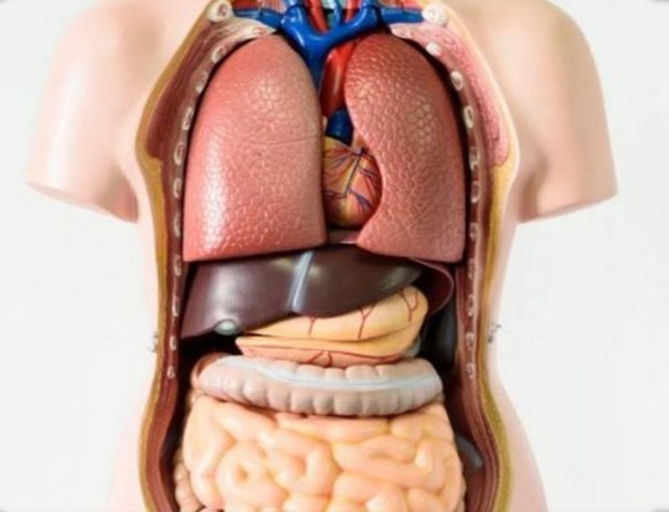 Organ dalam tubuh manusia (Sumber : dok:utakatikotak.com)