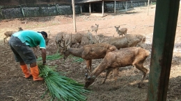 Kondisi fisik rusa makin kurus karena kurang pakan. (foto: dok. Semarang Zoo)