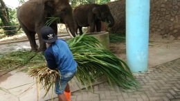 Pekerja memberikan rumput untuk gajah. (foto: dok. Semarang Zoo)