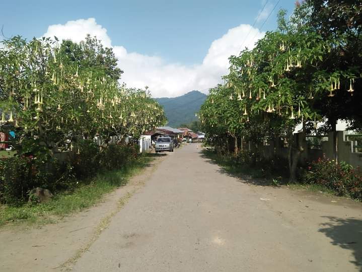 Bunga Lili bermekaran di kiri kanan jalan masuk ke Desa Serdang Kec. Barusjahe, Kab. Karo, 2019 (Dokpri)