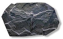 Fosil Nenek moyang capung, mencapai lebar sayap sekitar 680 mm | Museum Toulouse via wikipedia
