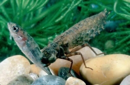 Larva (nimfa) capung memakan ikan di aquarium | dok. aquariumbreeder.com