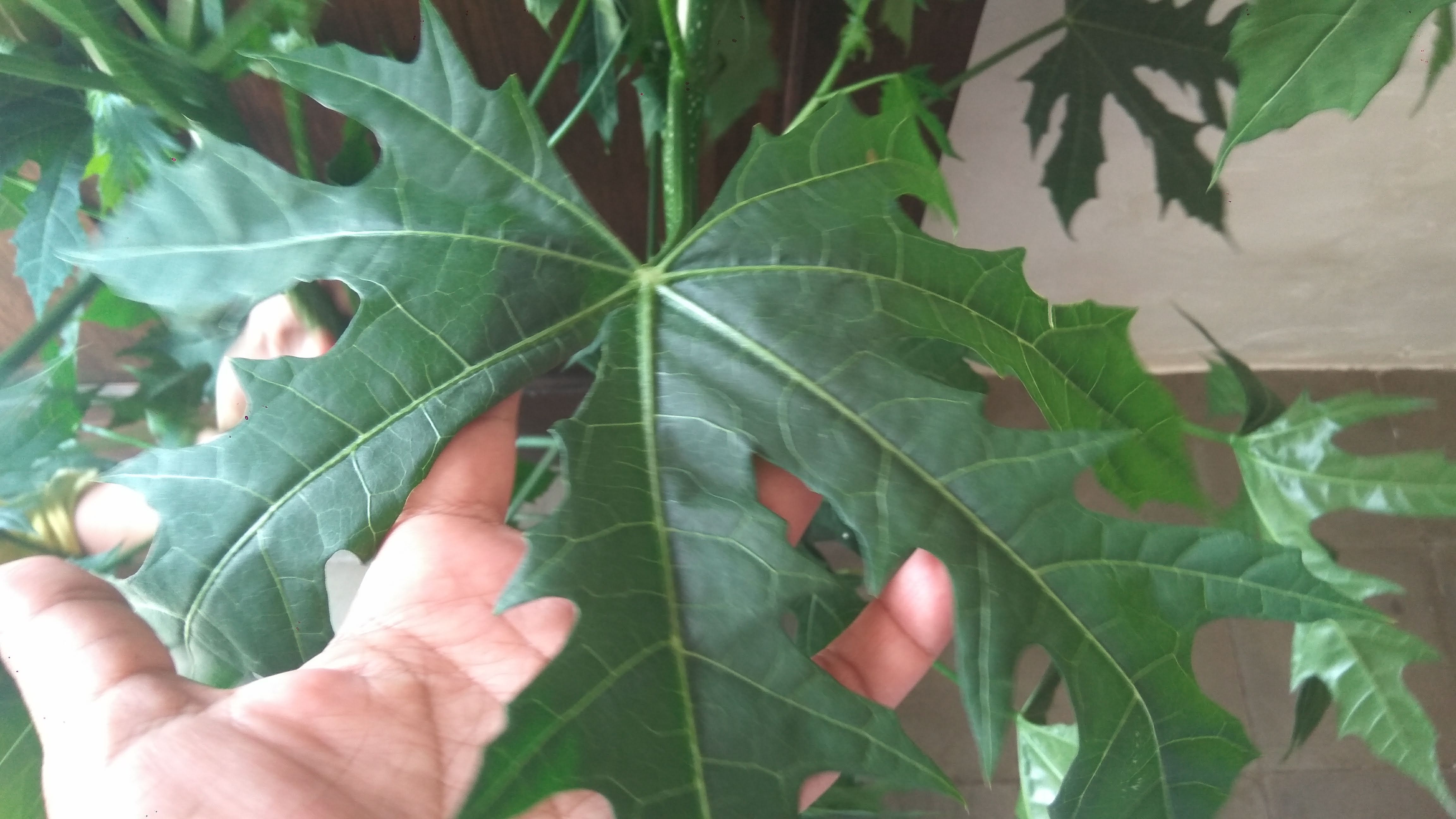 Daun pepaya Jepang (dok.windhu)