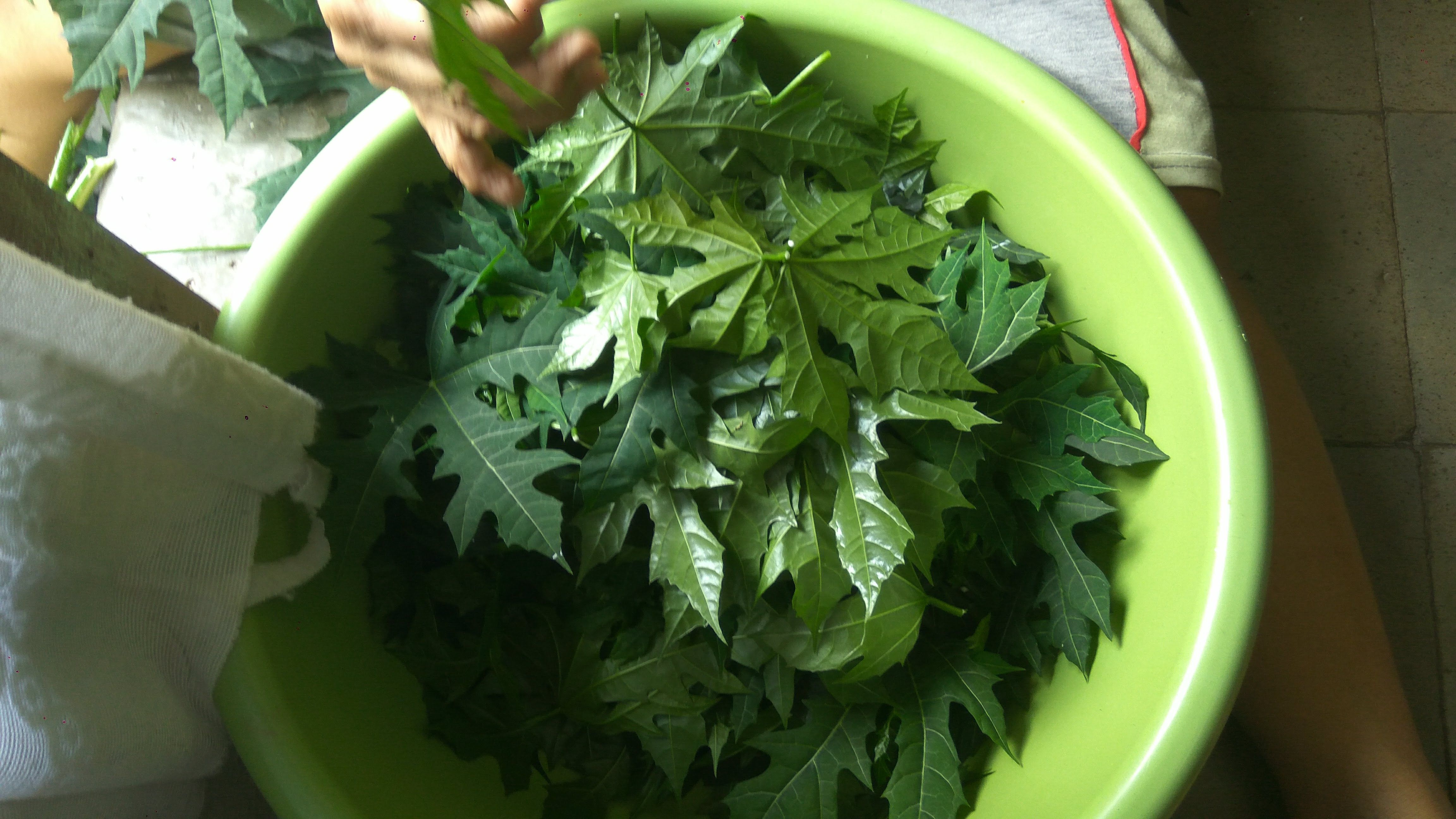 Daun pepaya Jepang cepat tumbuh. Daunnya bisa dipetik untuk dijadikan sayuran. Namun hati-hati agar tidak terkena getahnya karena gatal (dok.windhu)