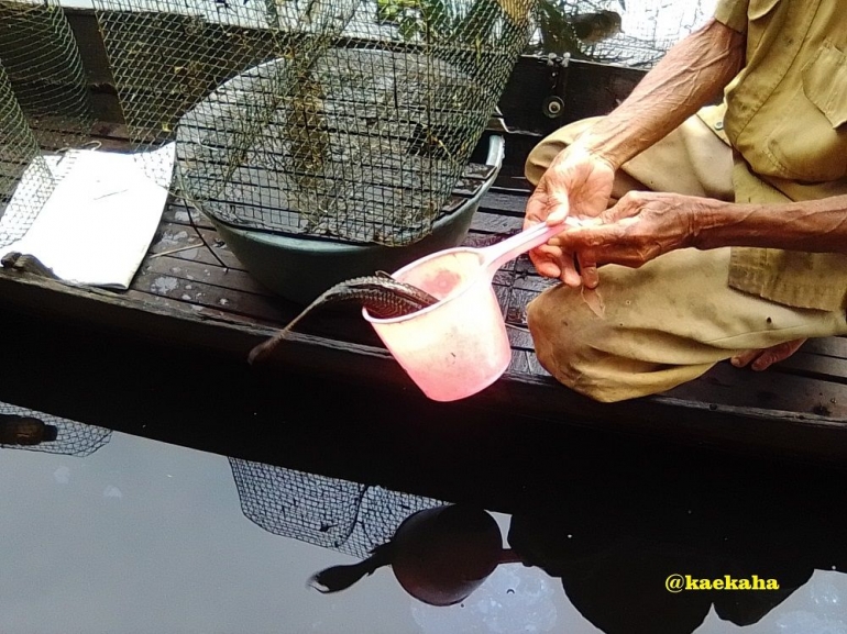 Ikan Sapu-sapu yang Ikut Masuk Tampiray | @kaekaha