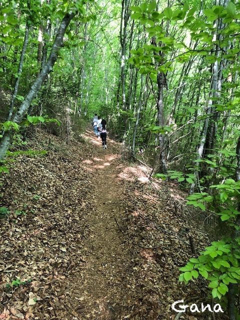 Hiking menuju goa di hutan (dok.Gana)