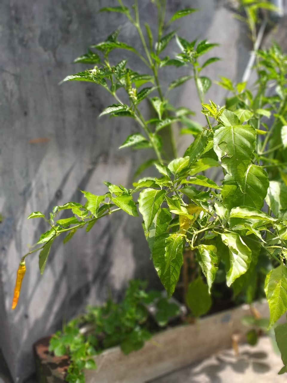 Menanam cabe dengan menggunakan talang bekas.