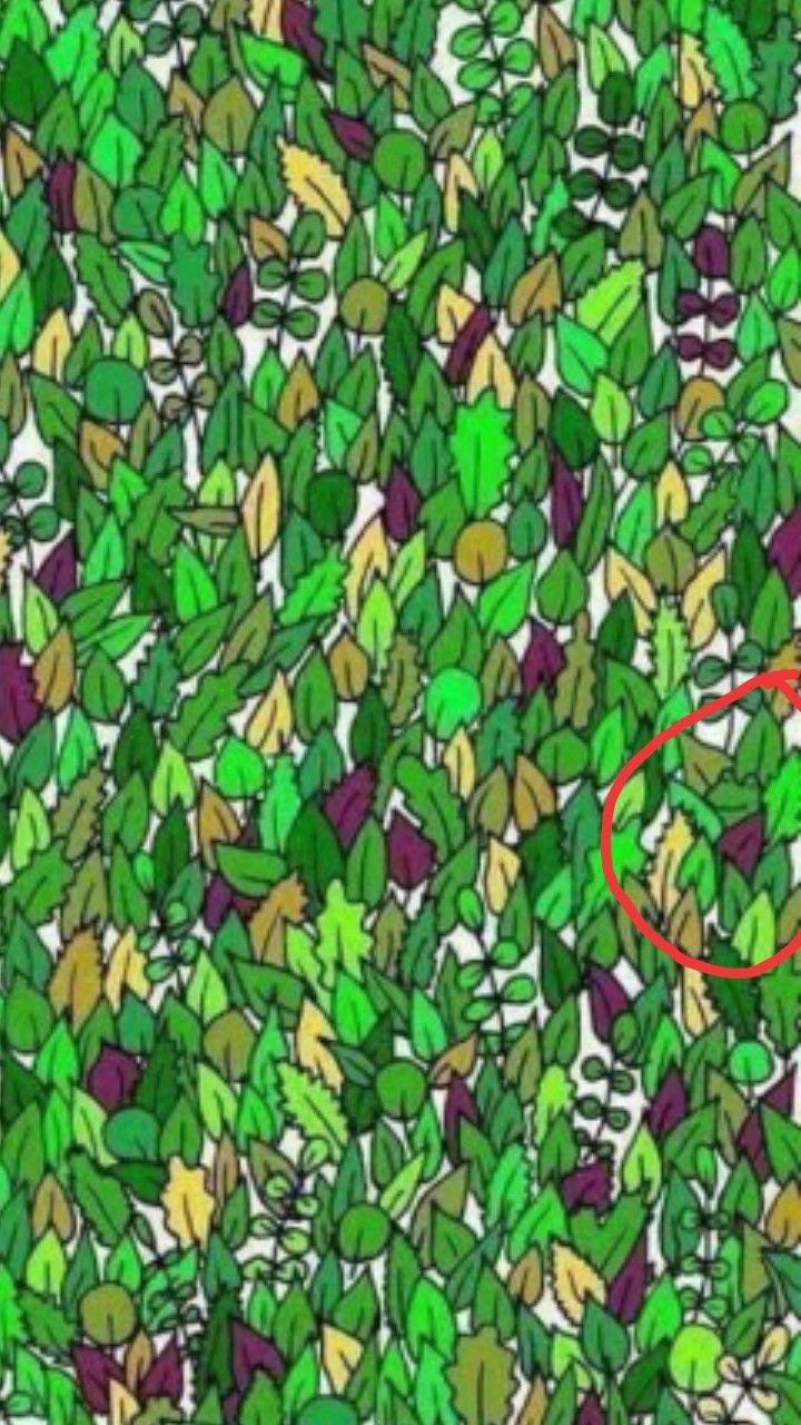 Jawaban kodok yang dicari ada di dalam lingkaran garis merah--dudolf.com