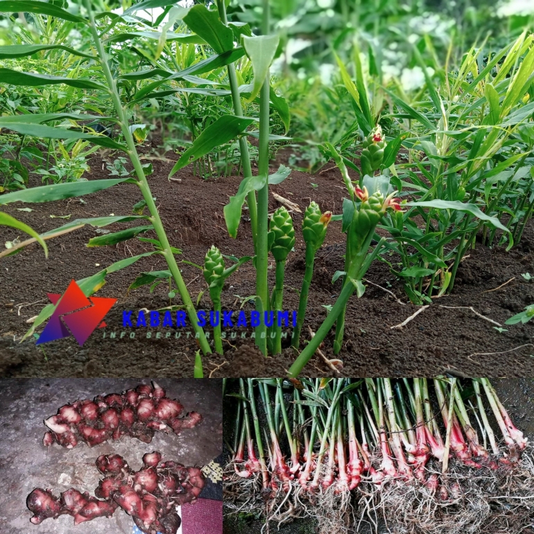 Harga jahe merah meningkat saat pandemi Corona
