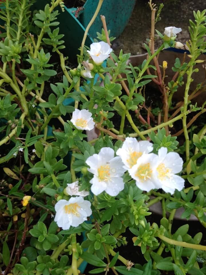 krokot putih (pict : dok.pribadi)