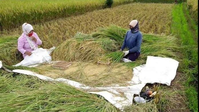 Panen padi di sawah untuk didermakan sebagian hasilnya bagi yang membutuhkan (dokpri)