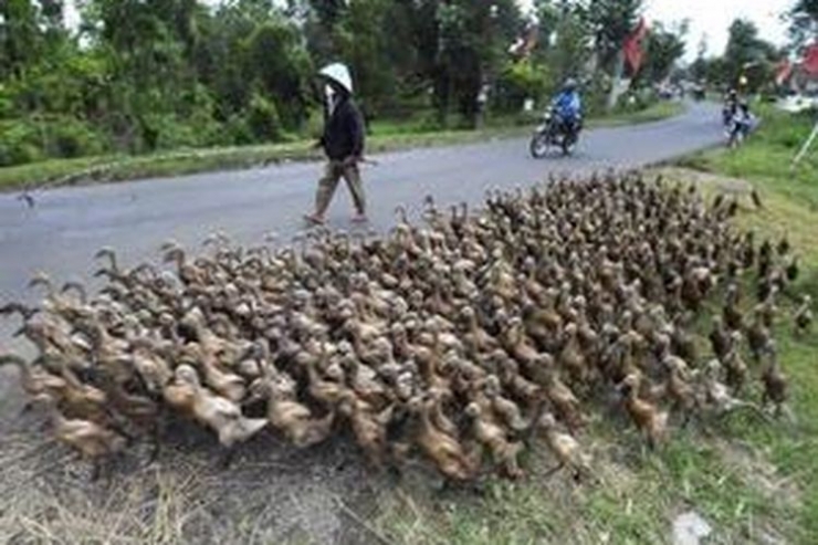 Ilustrasi penggembala bebek. (foto: KOMPAS.com)