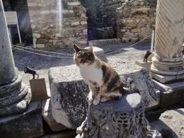 Kucing di Efesus. | Sumber: Dokumentasi Pribadi