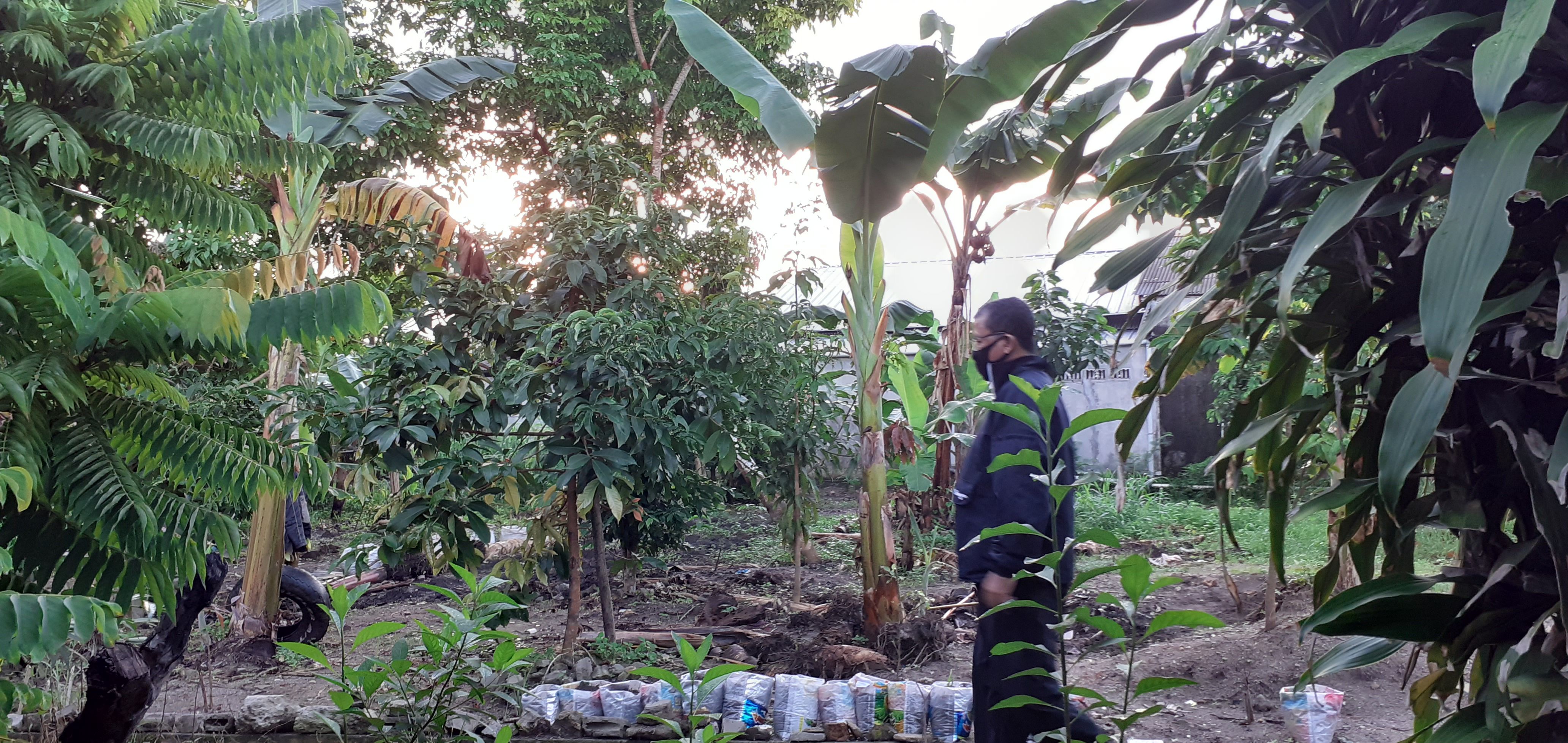 Jalan kaki di pagi hari diantara hijau daun (dokpri) 