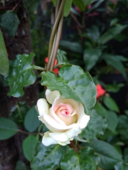 Mawar yang bersembunyi, di halaman rumah Ayah kami (pict:dok.pribadi)
