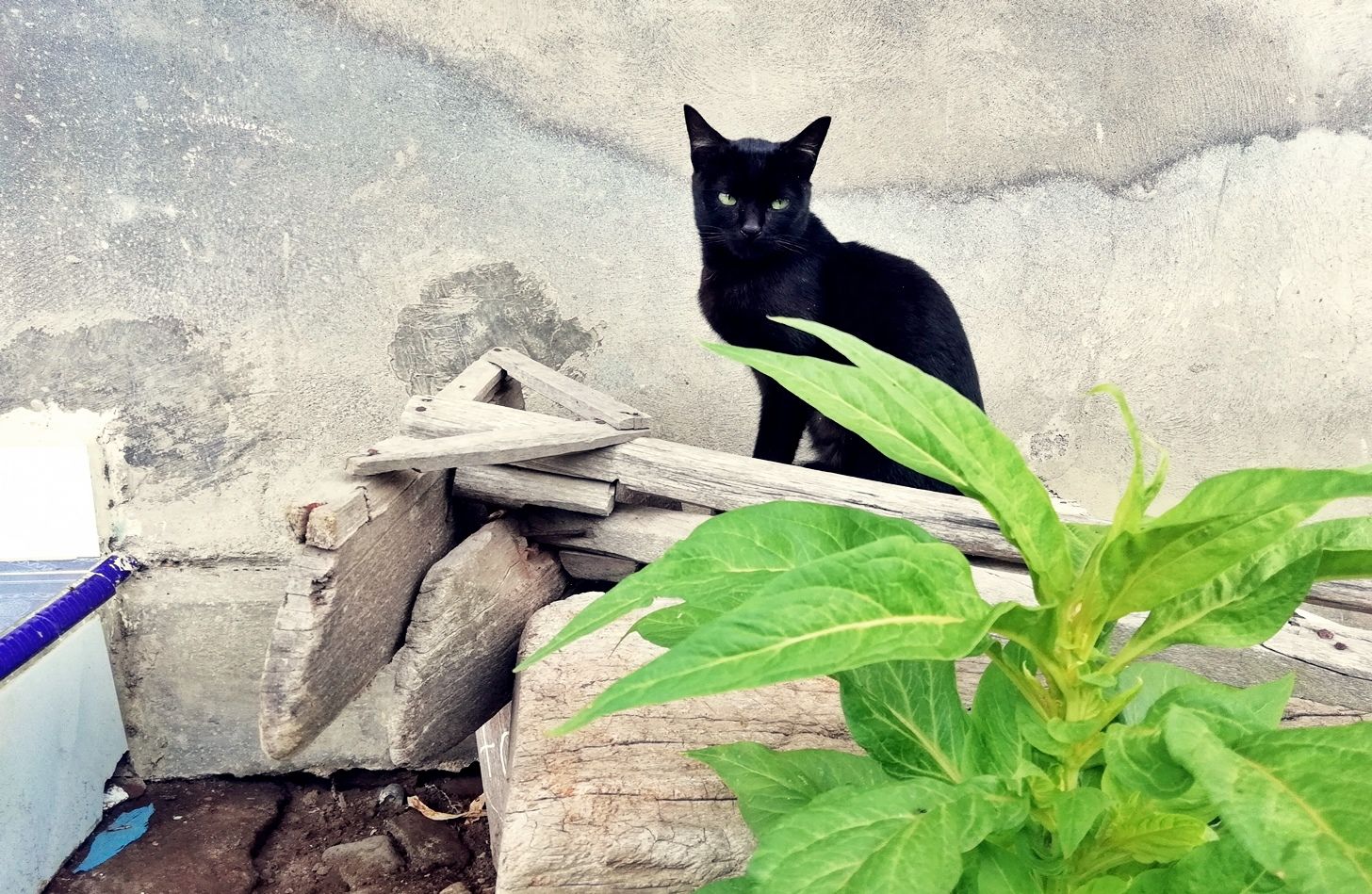 Eh, ada kucing hitam yang nonton. Kami harus semangat, atau takut! Dok. Ozy V. Alandika